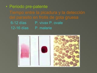 Periodo pre-patente  Tiempo entre la picadura y la detección del parasito en frotis de gota gruesa 6-12 días P. vivax P. ovale 12-16 días P. malarie 