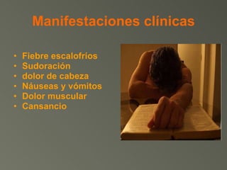 Manifestaciones clínicas Fiebre escalofríos  Sudoración  dolor de cabeza  Náuseas y vómitos  Dolor muscular Cansancio 