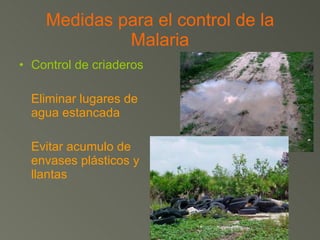 Medidas para el control de la Malaria Control de criaderos Eliminar lugares de agua estancada Evitar acumulo de envases plásticos y llantas 