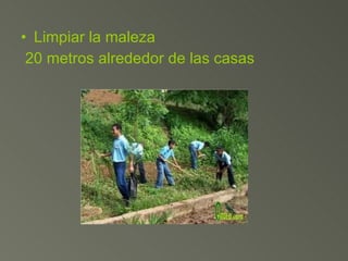 Limpiar la maleza 20 metros alrededor de las casas 