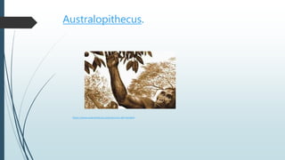 Australopithecus.
https://www.caracteristicas.co/evolucion-del-hombre
 