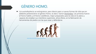 GÉNERO HOMO.
 Los australopitecos se extinguieron, pero dieron paso a nuevas formas de vida que en
adelante pertenecieron al género Homo, es decir, fueron Homínidos. Las primeras fueron
el Homo habilis y el Homo rudolfensis, mejor preparados para la vida en lo plano y
capaces de emplear sus miembros superiores, ahora libres, en la fabricación de
herramientas de piedra con las que cazar y defenderse.
https://www.caracteristicas.co/evolucion-del-hombre
 