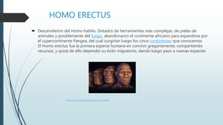 HOMO ERECTUS
 Descendieron del Homo habilis. Dotados de herramientas más complejas, de pieles de
animales y posiblemente del fuego, abandonaron el continente africano para expandirse por
el supercontinente Pangea, del cual surgirían luego los cinco continentes que conocemos.
El Homo erectus fue la primera especie humana en convivir gregariamente, compartiendo
recursos, y quizá de ello dependió su éxito migratorio, dando luego paso a nuevas especies
https://www.caracteristicas.co/evolucion-del-hombre
 