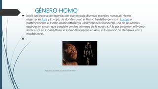 GÉNERO HOMO
 Inició un proceso de especiación que produjo diversas especies humanas: Homo
ergaster en Asia y Europa, de donde surgió el Homo heidelbergensis en Europa y
posteriormente el Homo neanderthalensis u hombre del Neandertal, una de las últimas
especies en existir, que convivió con los primeros de la nuestra. A la par surgieron el Homo
antecessor en España/Italia, el Homo floresiensis en Asia, el Homínido de Denisova, entre
muchas otras.

https://www.caracteristicas.co/evolucion-del-hombre
 