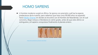 HOMO SAPIENS
 U hombre moderno surgió en África. Se ignora con precisión cuál fue la especie
predecesora de la nuestra, pero sabemos que hace unos 90.000 años se expandió
hacia Medio Oriente en donde se encontró con el Hombre de Neardental, con el cual
convivió y llegó incluso a hibridarse en cierto grado, antes de que este último se
extinguiera y el sapiens conquistara finalmente el planeta entero.
https://www.caracteristicas.co/evolucion-del-hombre
 