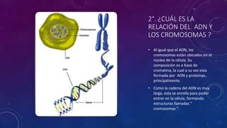 2°. ¿CUÁL ES LA
RELACIÓN DEL ADN Y
LOS CROMOSOMAS ?
• Al igual que el ADN, los
cromosomas están ubicados en el
núcleo de la célula. Su
composición es a base de
cromatina, la cual a su vez esta
formada por ADN y proteínas,
principalmente.
• Como la cadena del ADN es muy
larga, esta se enrolla para poder
entrar en la célula, formando
estructuras llamadas “
cromosomas ”.
 