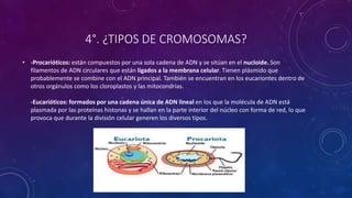 4°. ¿TIPOS DE CROMOSOMAS?
• -Procarióticos: están compuestos por una sola cadena de ADN y se sitúan en el nucloide. Son
filamentos de ADN circulares que están ligados a la membrana celular. Tienen plásmido que
probablemente se combine con el ADN principal. También se encuentran en los eucariontes dentro de
otros orgánulos como los cloroplastos y las mitocondrias.
-Eucarióticos: formados por una cadena única de ADN lineal en los que la molécula de ADN está
plasmada por las proteínas histonas y se hallan en la parte interior del núcleo con forma de red, lo que
provoca que durante la división celular generen los diversos tipos.
 
