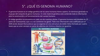 5°. ¿QUÉ ES GENOMA HUMANO?
• El genoma humano es el código genético de los seres humanos Homo sapiens. En términos generales es
el grupo del conjunto de genes humanos. En este material genético está contenida toda la información
para la construcción y el funcionamiento del cuerpo humano.
• El código genético se encuentra en cada una de nuestras células. El genoma humano está dividido en 23
pares de cromosomas, que a su vez contienen los genes. Toda esta información está codificada por el
ADN (ácido desoxirribonucleico) que se organiza en una estructura de doble hélice formada por cuatro
bases que se unen siempre en pares de adenina con timina y citosina con guanina
 