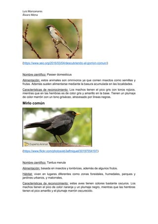 Luis Manzanares
Álvaro Mena
(https://www.seo.org/2016/03/04/descubriendo-al-gorrion-comun/)
Nombre científico: Passer domesticus
Alimentación: estos animales son omnívoros ya que comen insectos como semillas y
frutas. Además suelen alimentarse mediante la basura acumulada en las localidades.
Características de reconocimiento: Los machos tienen el pico gris con tonos rojizos,
mientras que en las hembras es de color gris y amarillo en la base. Tienen un plumaje
de color marrón con un tono grisáceo, atravesado por líneas negras.
Mirlo común
(https://www.flickr.com/photos/eb3alfmiguel/30197554197)
Nombre científico: Tardus merula
Alimentación: basada en insectos y lombrices, además de algunos frutos.
Hábitat: viven en lugares diferentes como zonas forestales, humedales, parques y
jardines urbanos, y matorrales.
Características de reconocimiento: estas aves tienen colores bastante oscuros. Los
machos tienen el pico de color naranja y un plumaje negro, mientras que las hembras
tienen el pico amarillo y el plumaje marrón oscurecido.
 