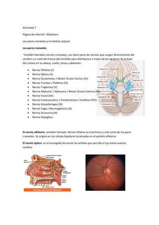 Actividad 7
Página de internet Slideshare
Los pares craneales y la médula espinal.
Los pares craneales.
También llamados nervios craneales, son doce pares de nervios que surgen directamente del
cerebro o a nivel del tronco del encéfalo para distribuirse a través de los agujeros de la base
del cráneo en la cabeza, cuello, tórax y abdomen.
 Nervio Olfativo (I).
 Nervio Óptico (II).
 Nervio Oculomotor / Motor Ocular Común (III).
 Nervio Troclear / Patético (IV).
 Nervio Trigémino (V).
 Nervio Abductor / Abducens / Motor Ocular Externo (VI).
 Nervio Facial (VII).
 Nervio Estatoacústico / Vestibuloclear / Auditivo (VIII).
 Nervio Glosofaríngeo (IX).
 Nervio Vago / Neumogástrico (X).
 Nervio Accesorio (XI).
 Nervio Hipogloso
El nervio olfatorio: también llamado Nervio olfativo es el primero y más corto de los pares
craneales. Se origina en las células bipolares localizadas en el epitelio olfatorio
El nervio óptico: es el encargado de enviar las señales que percibe el ojo hasta nuestro
cerebro.
 