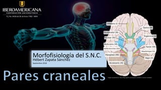 Imagen recuperada de: https://blog.cognifit.com/es/pares-craneales-12-nervios-craneales/
Morfofisiología del S.N.C.
Hébert Zapata Sánchez
Septiembre 2018
 