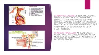 11. NERVIO ACCESORIO: A ESTE PAR CRANEAL
TAMBIÉN SE LO CONOCE COMO NERVIO
ESPINAL. SE TRATA DE UNO DE LOS PARES
CRANEALES PUROS, Y ACTIVA LOS MÚSCULOS
TRAPECIO Y ESTERNOCLEIDOMASTOIDEO, QUE
INTERVIENEN EN EL MOVIMIENTO DE LA
Y LOS HOMBROS.
12. NERVIO HIPOGLOSO: AL IGUAL QUE EL
NERVIO VAGO Y EL GLOSOFARÍNGEO, ACTIVA
MÚSCULOS DE LA LENGUA Y PARTICIPA EN LA
ACCIÓN DE TRAGAR
 