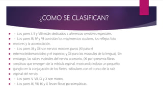 ¿COMO SE CLASIFICAN?
 Los pares I, II y VIII están dedicados a aferencias sensitivas especiales.
 Los pares III, IV y VI controlan los movimientos oculares, los reflejos foto
 motores y la acomodación.
 Los pares XI y XII son nervios motores puros (XI para el
 esternocleidomastoideo y el trapecio; y XII para los músculos de la lengua). Sin
 embargo, las raíces espinales del nervio accesorio, (XI par) presenta fibras
 sensitivas que emergen de la médula espinal, mostrando incluso un pequeño
 ganglio en la conjugación de los filetes radiculares con el tronco de la raíz
 espinal del nervio.
 Los pares V, VII, IX y X son mixtos.
 Los pares III, VII, IX y X llevan fibras parasimpáticas.
 