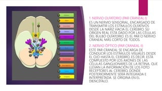 1. NERVIO OLFATORIO (PAR CRANEAL I)
ES UN NERVIO SENSORIAL, ENCARGADO DE
TRANSMITIR LOS ESTÍMULOS OLFATIVOS
DESDE LA NARIZ HACIA EL CEREBRO. SU
ORIGEN REAL ESTÁ DADO POR LAS CÉLULAS
DEL BULBO OLFATORIO. ES EL PAR O NERVIO
CRANEAL MÁS CORTO DE TODOS.
2. NERVIO ÓPTICO (PAR CRANEAL II)
ESTE PAR CRANEAL SE ENCARGA DE
CONDUCIR LOS ESTÍMULOS VISUALES DESDE
EL OJO HASTA EL CEREBRO. ES DECIR, ESTÁ
COMPUESTO POR LOS AXONES DE LAS
CÉLULAS GANGLIONARES DE LA RETINA, QUE
LLEVAN LA INFORMACIÓN DE LOS FOTO
RECEPTORES AL CEREBRO, DONDE
POSTERIORMENTE SERÁ INTEGRADA E
INTERPRETADA. SE ORIGINA EN EL
DIENCÉFALO.
 