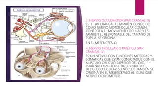 3. NERVIO OCULOMOTOR (PAR CRANEAL III)
ESTE PAR CRANEAL ES TAMBIÉN CONOCIDO
COMO NERVIO MOTOR OCULAR COMÚN.
CONTROLA EL MOVIMIENTO OCULAR Y ES
TAMBIÉN EL RESPONSABLE DEL TAMAÑO DE
PUPILA. SE ORIGINA
EN EL MESENCÉFALO.
4. NERVIO TROCLEAR, O PATÉTICO (PAR
CRANEAL IV)
ES UN NERVIO CON FUNCIONES MOTORAS Y
SOMÁTICAS QUE ESTÁN CONECTADOS CON EL
MÚSCULO OBLICUO SUPERIOR DEL OJO,
PUDIENDO HACER QUE ROTE Y QUE LO
DEL GLOBO OCULAR. SU NÚCLEO TAMBIÉN SE
ORIGINA EN EL MESENCÉFALO AL IGUAL QUE
NERVIO OCULOMOTOR.
 