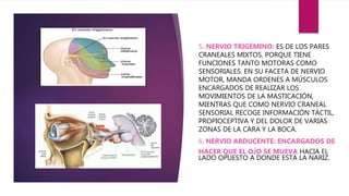 5. NERVIO TRIGÉMINO: ES DE LOS PARES
CRANEALES MIXTOS, PORQUE TIENE
FUNCIONES TANTO MOTORAS COMO
SENSORIALES. EN SU FACETA DE NERVIO
MOTOR, MANDA ORDENES A MÚSCULOS
ENCARGADOS DE REALIZAR LOS
MOVIMIENTOS DE LA MASTICACIÓN,
MIENTRAS QUE COMO NERVIO CRANEAL
SENSORIAL RECOGE INFORMACIÓN TÁCTIL,
PROPIOCEPTIVA Y DEL DOLOR DE VARIAS
ZONAS DE LA CARA Y LA BOCA.
6. NERVIO ABDUCENTE: ENCARGADOS DE
HACER QUE EL OJO SE MUEVA HACIA EL
LADO OPUESTO A DONDE ESTÁ LA NARIZ.
 