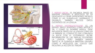 7. NERVIO FACIAL: SE ENCARGA TANTO DE
MANDAR ÓRDENES A MÚSCULOS DE LA
DEDICADOS A CREAR EXPRESIONES FACIALES
COMO A LAS GLÁNDULAS LAGRIMALES Y
SALIVALES. TAMBIÉN RECOGE DATOS
GUSTATIVOS DE LA LENGUA.
8. NERVIO VESTIBULOCOCLEAR: ES UN
NERVIO TANTO SENSITIVO COMO MOTOR Y,
TAL Y COMO SU NOMBRE INDICA, TIENE
INFLUENCIA TANTO EN LA LENGUA COMO EN
LA FARINGE (EL CONDUCTO QUE COMUNICA
LA BOCA CON EL ESTÓMAGO). RECIBE
INFORMACIÓN DE LAS PAPILAS GUSTATIVAS
LA LENGUA, PERO TAMBIÉN MANDA
TANTO A LA GLÁNDULA PARÓTIDA (SALIVAL)
COMO A MÚSCULOS DEL CUELLO QUE
FACILITAN LA ACCIÓN DE TRAGAR.
 