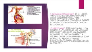 9. NERVIO GLOSOFARÍNGEO: ES UN NERVIO
TANTO SENSITIVO COMO MOTOR Y, TAL Y
COMO SU NOMBRE INDICA, TIENE
TANTO EN LA LENGUA COMO EN LA FARINGE
(EL CONDUCTO QUE COMUNICA LA BOCA
EL ESTÓMAGO).
10. NERVIO VAGO: ESTE PAR CRANEAL LLEVA
ÓRDENES A LA MAYORÍA DE LOS MÚSCULOS
FARÍNGEOS Y LARÍNGEOS, MANDA FIBRAS
NERVIOSAS DEL SISTEMA SIMPÁTICO A
VÍSCERAS QUE SE ENCUENTRAN EN LA ZONA
DE NUESTRO ABDOMEN Y RECIBE
INFORMACIÓN GUSTATIVA QUE LLEGA DESDE
LA EPIGLOTIS.
 