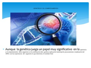  Aunque la genética juega un papel muy significativo en la apariencia
y el comportamiento delos organismo es la combinación dela genética replicación transcripción procesamiento ( maduración del
ARN) con las experiencias del organismo la que determina el resultado final
GENETICO Y EL COMPOTAMIENTO
 