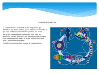 El comportamiento sea dividido en dos componentes que
interactúan. Las partes genética que es intrínseca al individuo y
que viene establecida por su herencia genética , sus padres
por eje: los comportamiento compartidos entre todos los
mamíferos esto nos quiere decir que haya un gen especifico para
cada comportamiento innato , si no que la interacción delos
gene y las proteínas que generan
Ejemplo: hormonas dan lugar a pautas de comportamiento
EL COMPORTAMIENTO
