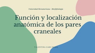 Función y localización
anatómica de los pares
craneales
Universidad Iberoamericana - Morfofisiologia
V A L E N T I N A C A R O M O R A
 