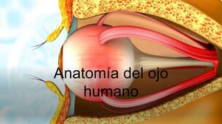 Anatomía del ojo
humano
 