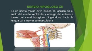 NERVIO HIPOGLOSO XII
Es un nervio motor, cuyo núcleo se localiza en el
suelo del cuarto ventrículo y emerge del cráneo a
través del canal hipogloso dirigiéndose hacia la
lengua para inervar su musculatura
 