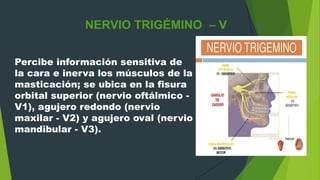 NERVIO TRIGÉMINO – V
Percibe información sensitiva de
la cara e inerva los músculos de la
masticación; se ubica en la fisura
orbital superior (nervio oftálmico -
V1), agujero redondo (nervio
maxilar - V2) y agujero oval (nervio
mandibular - V3).
 