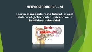 NERVIO ABDUCENS – VI
Inerva el músculo recto lateral, el cual
abduce el globo ocular; ubicado en la
hendidura esfenoidal.
 