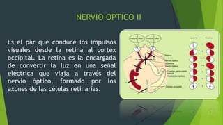 NERVIO OPTICO II
Es el par que conduce los impulsos
visuales desde la retina al cortex
occipital. La retina es la encargada
de convertir la luz en una señal
eléctrica que viaja a través del
nervio óptico, formado por los
axones de las células retinarías.
 