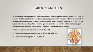 PARES CRANEALES
Se denominan nervios craneales a los componentes del sistema nervioso periférico (SNP) que en
número de 12...