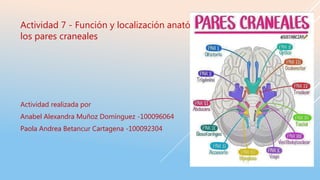 Actividad realizada por
Anabel Alexandra Muñoz Domínguez -100096064
Paola Andrea Betancur Cartagena -100092304
Actividad 7 - Función y localización anatómica de
los pares craneales
 