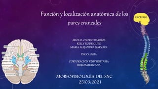 Función y localización anatómica de los
pares craneales
MORFOFISIOLOGÍA DEL SNC
25/03/2021
ARCILIA OSORIO BARRIOS
KELLY RODRIGUEZ
MARIA ALEJANDRA NARVAEZ
PSICOLOGIA
CORPORACION UNIVERSITARIA
IBEROAMERICANA
 