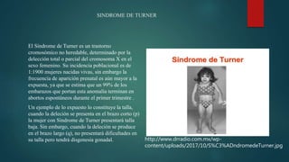 SINDROME DE TURNER
El Síndrome de Turner es un trastorno
cromosómico no heredable, determinado por la
delección total o parcial del cromosoma X en el
sexo femenino. Su incidencia poblacional es de
1:1900 mujeres nacidas vivas, sin embargo la
frecuencia de aparición prenatal es aún mayor a la
expuesta, ya que se estima que un 99% de los
embarazos que portan esta anomalía terminan en
abortos espontáneos durante el primer trimestre .
Un ejemplo de lo expuesto lo constituye la talla,
cuando la deleción se presenta en el brazo corto (p)
la mujer con Síndrome de Turner presentará talla
baja. Sin embargo, cuando la deleción se produce
en el brazo largo (q), no presentará dificultades en
su talla pero tendrá disgenesia gonadal. http://www.drradio.com.mx/wp-
content/uploads/2017/10/S%C3%ADndromedeTurner.jpg
 