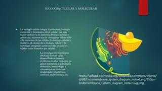 BIOLOGIA CELULAR Y MOLECULAR
 La biología celular integra la estructura, biología
molecular y fisiología a nivel celular; por esta
razón también se le denomina biología celular y
molecular, mientras que la citología se refiere sólo
a la estructura de las células. La biología celular y
tisular es el estudio de la biología celular y la
histología integradas como un todo, ya que los
tejidos están formados por células.
La investigación histológica
(biología tisular) se ha
desarrollado de manera
explosiva en años recientes, ya
que al incorporar a la biología
molecular, inmunología y
microscopia en todas sus
modalidades: electrónica,
confocal, multifotónica, etc.
https://upload.wikimedia.org/wikipedia/commons/thumb/
d/d8/Endomembrane_system_diagram_notext.svg/250px-
Endomembrane_system_diagram_notext.svg.png
 