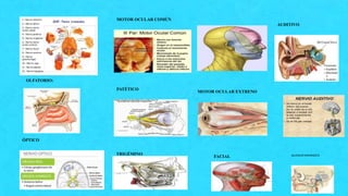 OLFATORIO:
ÓPTICO
MOTOR OCULAR COMÚN
PATÉTICO
TRIGÉMINO
MOTOR OCULAR EXTRENO
FACIAL
AUDITIVO
GLOSOFARINGEO
 