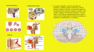 • Los pares craneales o nervios craneales nos
permiten y facilitan realizar nuestro día a día de
manera cómoda y eficiente, ya que llevan parte de
la información de nuestros sentidos al cerebro y del
cerebro a algunos de nuestros músculos y vísceras.
Aquí te ofrecemos una pequeña guía para conocer
un poco más a fondo qué son los pares craneales, su
anatomía, su clasificación y su función.
NEUMOGÁSTRICO
ESPINAL
HIPOGLOSO MAYOR
 