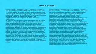 MEDULA ESPINAL
ESTRUCTURA EXTERNA DE LA MEDULA ESPINAL
La médula espinal es la parte del SNC que se aloja en el canal
vertebral desde el foramen magnum hasta el borde superior del
cuerpo de la segunda vértebra lumbar. Tiene forma cilíndrica y
su aspecto externo es blanquecino debido a que
superficialmente está compuesta de fibras nerviosas
mielinizadas.
Su longitud varía en los diferentes individuos, pero en general
se observa un promedio de 45 cm. Su ancho va cambiando
según la cantidad de fibras que lleven sus tractos. A nivel
cervical, precisamente donde se originan las raíces que
constituyen el plexo braquial, la médula espinal se encuentra
notablemente aplanada en sentido anteroposterior formando un
engrosamiento fusiforme, el mayor de la médula espinal: el
engrosamiento cervical. Asimismo, a nivel torácico inferior y
lumbar, en donde se origina el plexo lumbosacro, la médula
espinal presenta el engrosamiento lumbar. El extremo inferior
de la médula espinal termina en forma de cono: el cono
medular. Una fina banda de tejido fibroso, el filum terminale,
avanza en medio de la cauda equina hasta unirse al periostio del
dorso del cóccix. El filum terminale es una prolongación de la
piamadre que indica el camino de regresión de la médula
espinal y tiene la función de fijar el extremo inferior la médula
espinal.
ESTRUCTURA INTERNA DE LA MEDULA ESPINAL
En un corte transversal se observa que la médula espinal
consta de una región central con forma de H llamada
sustancia gris, y una región periférica de aspecto
blanquecino denominada sustancia blanca. Las
prolongaciones posteriores relativamente delgadas que casi
alcanzan el surco lateral posterior se denominan astas
posteriores; las prolongaciones anteriores anchas y
redondeadas se denominan astas anteriores. La disposición
tridimensional de las astas anteriores y posteriores conforma
verdaderas columnas que recorren la médula espinal para
constituir las columnas grises anterior y posterior. Las astas
posteriores, funcionalmente somato sensitivas, están
formada por neuronas sensitivas que reciben los impulsos
que llegan por las raíces posteriores. Las astas anteriores,
funcionalmente somatomotoras, están constituidas por
neuronas motoras cuyos axones salen por las raíces
anteriores. En los segmentos torácicos y lumbares superiores
existe una pequeña asta lateral que emerge de la unión del
asta anterior con la posterior y contiene neuronas viscerales
simpáticas. En la parte lateral de la base del asta posterior de
los segmentos cervicales superiores es difícil distinguir el
límite entre la sustancia gris de la blanca debido a que
células y fibras nerviosas se encuentran mezcladas: es la
formación reticular que se continúa superiormente como la
formación reticular del tronco encefálico.
 