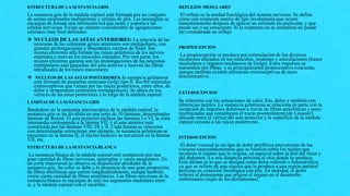 ESTRUCTURA DE LA SUSTANCIA GRIS
La sustancia gris de la médula espinal está formada por un conjunto
de somas neuronales multipolares y células de glía. Las neuroglias se
encargan de formar una intrincada red que nutre y soporta a las
células nerviosas. Existe un número considerable de agrupaciones
celulares muy bien definidas:
 NUCLEOS DE LAS ASTAS ANTERIORES: La mayoría de las
neuronas de las columnas grises anteriores son multipolares, con
grandes prolongaciones y abundantes cuerpos de Nissl. Sus
axones eferentes alfa forman las raíces anteriores de los nervios
espinales e inervan los músculos estriados. Por otra parte, los
axones eferentes gamma son las prolongaciones de las neuronas
multipolares más pequeñas del asta anterior e inervan las fibras
intrafusales de los husos musculares
 NUCLEOS DE LAS ASTAS POSTERIORES: la sustancia gelatinosa
está formada de pequeñas neuronas Golgi tipo II. Recibe estímulos
exteroceptivos que vienen por las raíces posteriores, entre ellos, de
dolor y temperatura (estímulos termalgésicos). Se ubica en los
vértices de las astas posteriores a lo largo de la médula espinal.
LÁMINAS DE LA SUSTANCIA GRIS
Basándose en la anatomía microscópica de la médula espinal, la
sustancia gris se ha dividido en una serie de 10 láminas, denominadas
láminas de Rexed. El asta posterior incluye las láminas I a VI, la zona
intermedia corresponde a la lámina VII, y el asta anterior está
constituida por las láminas VIII, IX y X. Cada lámina se relaciona
con determinadas estructuras; por ejemplo, la sustancia gelatinosa se
encuentra en la lámina II, el núcleo torácico se encuentra en la lámina
VII, etc.
ESTRUCTURA DE LA SUSTANCIA BLANCA
La sustancia blanca de la médula espinal está compuesta por una
gran cantidad de fibras nerviosas, neuroglias y vasos sanguíneos. En
un corte transversal se observa su disposición alrededor de la
sustancia gris. Su color se debe a la presencia de una gran proporción
de fibras mielínicas que corren longitudinalmente, aunque también
existe cierta cantidad de fibras amielínicas. Las fibras nerviosas de la
sustancia blanca se encargan de unir los segmentos medulares entre
sí, y la médula espinal con el encéfalo.
REFLEJOS MEDULARES
El reflejo es la unidad fisiológica del sistema nervioso. Se define
como una respuesta motriz de tipo involuntaria que ocurre
inmediatamente después de aplicar un estímulo en particular, y que
puede ser o no consciente. Si la respuesta no es inmediata no puede
ser considerada un reflejo.
PROPIOCEPCION
La propiocepción se produce por estimulación de los diversos
receptores ubicados en los músculos, tendones y articulaciones (husos
musculares y órganos tendinosos de Golgi). Estos impulsos se
transmiten por fibras y es principalmente propioceptiva conciente,
aunque también existen aferencias exteroceptivas de tacto
discriminativo.
EXTEROCEPCION
Se relaciona con las sensaciones de calor, frío, dolor y también con
aferencias táctiles. La sustancia gelatinosa se relaciona en parte con la
recepción de impulsos dolorosos a través de fibras amielínicas y poco
mielinizadas que constituyen el tracto posterolateral (de Lissauer)
ubicado entre el vértice del asta posterior y la superficie de la médula
espinal cercano a las raíces posteriores.
INTEROCEPCION
El dolor visceral es un tipo de dolor periférico proveniente de las
vísceras toracoabdominales que se localiza sobre los tejidos que
recubren el órgano que lo origina, en especial sobre la piel del tórax y
del abdomen, o a una distancia próxima al sitio donde se produce.
Esto último es lo que se designa como dolor referido o heterotrófico,
ya que se refiere de una víscera que lo produce a una región parietal
próxima en conexión fisiológica con ella. En realidad, el dolor
referirá al dermatoma que originó el órgano en el desarrollo
embrionario (regla de los dermatomas).
 