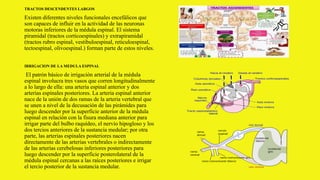 TRACTOS DESCENDENTES LARGOS
Existen diferentes niveles funcionales encefálicos que
son capaces de influir en la actividad de las neuronas
motoras inferiores de la médula espinal. El sistema
piramidal (tractos corticoespinales) y extrapiramidal
(tractos rubro espinal, vestibuloespinal, reticuloespinal,
tectoespinal, olivoespinal.) forman parte de estos niveles.
IRRIGACION DE LA MEDULA ESPINAL
El patrón básico de irrigación arterial de la médula
espinal involucra tres vasos que corren longitudinalmente
a lo largo de ella: una arteria espinal anterior y dos
arterias espinales posteriores. La arteria espinal anterior
nace de la unión de dos ramas de la arteria vertebral que
se unen a nivel de la decusación de las pirámides para
luego descender por la superficie anterior de la médula
espinal en relación con la fisura mediana anterior para
irrigar parte del bulbo raquídeo, el nervio hipogloso y los
dos tercios anteriores de la sustancia medular; por otra
parte, las arterias espinales posteriores nacen
directamente de las arterias vertebrales o indirectamente
de las arterias cerebelosas inferiores posteriores para
luego descender por la superficie posterolateral de la
médula espinal cercanas a las raíces posteriores e irrigar
el tercio posterior de la sustancia medular.
 