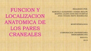 REALIZADO POR:
MARCELA ALEXANDRA CADENA REALPE
MARTHA LILIANA SANCHEZ HUERTAS
AYDA VIVIANA NIETO RODRIGUEZ
MORFOFISIOLOGIA
CORPORACION UNIVERSITARIA
IBEROAMERICANA
BOGOTA
2019
FUNCION Y
LOCALIZACION
ANATOMICA DE
LOS PARES
CRANEALES
 