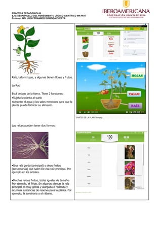 PRACTICA PEDAGOGICA III
EJE: DESARROLLO DEL PENSAMIENTO LÓGICO-CIENTÍFICO INFANTI
Profesor: MG. LUIS FERNANDO QUIROGA PUERTA
Raíz, tallo y hojas, y algunas tienen flores y frutos.
La Raíz
Está debajo de la tierra. Tiene 2 funciones:
•Sujeta la planta al suelo
•Absorbe el agua y las sales minerales para que la
planta pueda fabricar su alimento.
Las raíces pueden tener dos formas:
•Una raíz gorda (principal) y otras finitas
(secundarias) que salen De esa raíz principal. Por
ejemplo en los árboles.
•Muchas raíces finitas, todas iguales de tamaño.
Por ejemplo, el Trigo. En algunas plantas la raíz
principal es muy gorda y alargada o redonda y
acumula sustancias de reserva para la planta. Por
ejemplo, la zanahoria y el rábano.
 
