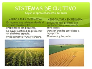 sector-primario-agricultura-ppt