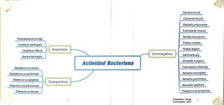 Mapa Mental de la Actividad bacteriana