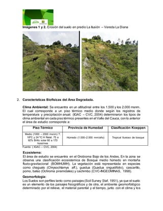 Imágenes 1 y 2. Erosión del suelo en predio La Ilusión – Vereda La Diana
2. Características Biofísicas del Área Degradada.
Clima Ambiental: Se encuentra en un altitudinal entre los 1.500 y los 2.000 msnm.
El cual corresponde a un piso térmico medio donde según los registros de
temperatura y precipitación anual. (IGAC – CVC, 2004) determinaron los tipos de
clima ambiental en cada piso térmico presentes en el Valle del Cauca, con lo anterior
el área de estudio corresponde a:
Piso Térmico Provincia de Humedad Clasificación Koeppen
Medio (1000 – 2000 msnm) T:
18ºC y 24 ºC H Relat. 75 a
92% Brillo solar 60 a 170
hora/mes
Húmedo (1.000–2.000 mm/año) Tropical lluvioso de bosque
Fuente :( IGAC – CVC, 2004)
Ecosistema:
El área de estudio se encuentra en el Orobioma Bajo de los Andes, En la zona se
observa una clasificación ecosistemica de Bosque medio húmedo en montaña
fluvio-gravitacional (BOMHUMH). La vegetación está representada en especies
como chagualo (Chrysochlamys aff.), guadua (Guadua ongustifolio), cascarillo,
pomo, balso (Ochroma piramidales) y cachimbo (CVC-INGEOMINAS, 1998).
Geomorfología:
Los Suelos son perfiles tanto como paisajes (Soil Survey Staf, 1951), ya que el suelo
es un elemento de los paisajes fisiográficos y de otra, el ambiente geomorfológico
determinado por el relieve, el material parental y el tiempo, junto con el clima y los
 