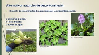 Alternativas naturales de descontaminación
1. Remoción de contaminantes de aguas residuales con macrófitas acuáticas
Eichhornia crassipes.
a. Eichhornia crassipes.
b. Pistia stratiotes
c. Buchon de agua
Pistia stratiotes.
Buchón de agua
 