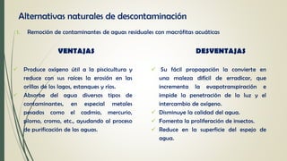 Alternativas naturales de descontaminación
1. Remoción de contaminantes de aguas residuales con macrófitas acuáticas
VENTAJAS DESVENTAJAS
 Produce oxígeno útil a la piscicultura y
reduce con sus raíces la erosión en las
orillas de los lagos, estanques y ríos.
 Absorbe del agua diversos tipos de
contaminantes, en especial metales
pesados como el cadmio, mercurio,
plomo, cromo, etc., ayudando al proceso
de purificación de las aguas.
 Su fácil propagación la convierte en
una maleza difícil de erradicar, que
incrementa la evapotranspiración e
impide la penetración de la luz y el
intercambio de oxígeno.
 Disminuye la calidad del agua.
 Fomenta la proliferación de insectos.
 Reduce en la superficie del espejo de
agua.
 
