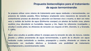 Propuesta biotecnológica para el tratamiento
de aguas termominerales
Se propone utilizar como sistema de tratamiento para aguas residuales o termominerales, con
presencia de metales pesados, filtros biológicos empleando como mecanismo de remoción de
contaminantes procesos de absorción y adsorción con biomasa viva o muerta, es decir con restos
secos y molidos de buchón de agua (Eichhornia crassipes) y/o plantas de buchón vivas, planta
acuática muy abundante en humedales, lagunas y ríos. Según las referencias investigadas y
estudios a escala piloto, las eficiencias de remoción son mayores al 90%. (Carreño, U. y Granada,
C. (2015).
Según estos estudios es posible utilizar E. crassipes para la remoción de sales de cloruros, metales
pesados y sulfatos provenientes de aguas termominerales, a partir de la dilución con aguas
residuales crudas controlando su siembra, propagación y cosecha, ofreciendo un sistema de
tratamiento con resultados efectivos y brindando una posibilidad de tratamiento
tecnológicamente y económicamente viable.
 