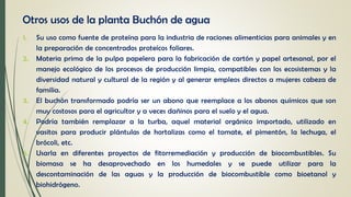 Otros usos de la planta Buchón de agua
1. Su uso como fuente de proteína para la industria de raciones alimenticias para animales y en
la preparación de concentrados proteícos foliares.
2. Materia prima de la pulpa papelera para la fabricación de cartón y papel artesanal, por el
manejo ecológico de los procesos de producción limpia, compatibles con los ecosistemas y la
diversidad natural y cultural de la región y al generar empleos directos a mujeres cabeza de
familia.
3. El buchón transformado podría ser un abono que reemplace a los abonos químicos que son
muy costosos para el agricultor y a veces dañinos para el suelo y el agua.
4. Podría también remplazar a la turba, aquel material orgánico importado, utilizado en
vasitos para producir plántulas de hortalizas como el tomate, el pimentón, la lechuga, el
brócoli, etc.
5. Usarla en diferentes proyectos de fitorremediación y producción de biocombustibles. Su
biomasa se ha desaprovechado en los humedales y se puede utilizar para la
descontaminación de las aguas y la producción de biocombustible como bioetanol y
biohidrógeno.
 