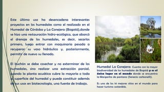 Este último uso ha desencadena interesantes
proyectos en los humedales como el realizado en el
Humedal de Córdoba y La Conejera (Bogotá),donde
se hizo una restauración hidro-ecológica, que abarcó
el drenaje de los humedales, es decir, secarlos
primero, luego entrar con maquinaria pesada a
recuperar su vaso hidráulico y, posteriormente,
permitir de nuevo su llenado.
El buchón se debe cosechar y no exterminar de los
humedales, sino realizar una extracción parcial,
cuando la planta acuática cubre la mayoría o toda
la superficie del humedal y puede constituir además
de sus usos en biotecnología, una fuente de trabajo.
Humedal La Conejera: Cuenta con la mayor
biodiversidad de los humedales de Bogotá y es el
único lugar en el mundo donde se encuentra
la Margarita de pantano (Senecio carbonelli).
Es uno de los 14 mejores sitios en el mundo para
hacer turismo sostenible.
 